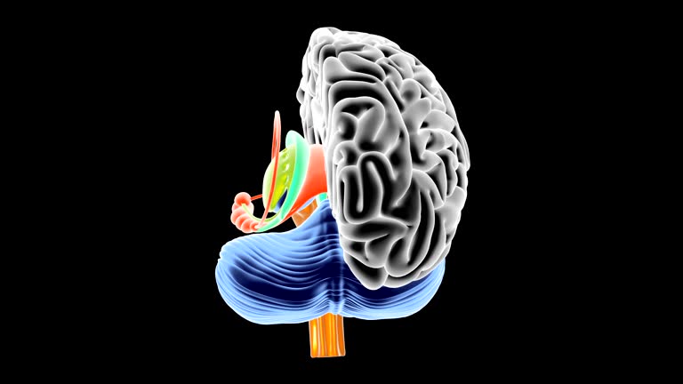 Brain Rotation Diagram Rotating Brain Animation 3d Brain Rotating Gold Brain On Stock Footage