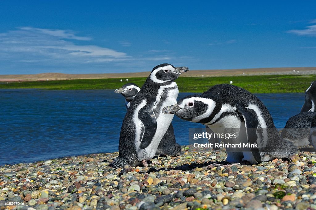 Curious Penguin