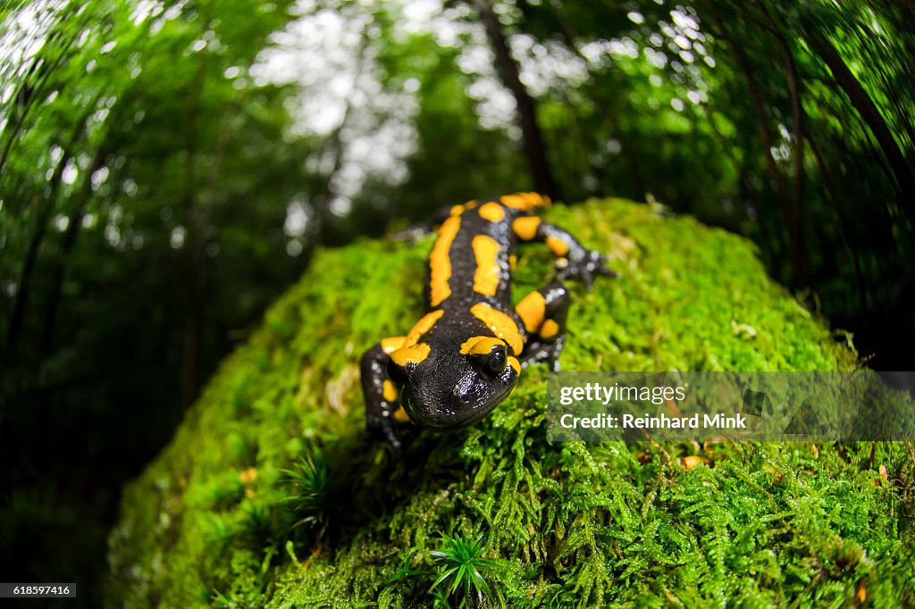 Fire Salamander on the move
