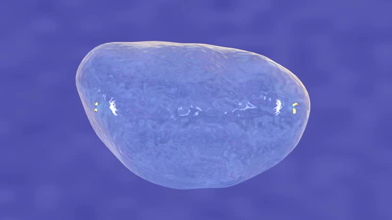 383 Eukaryotic Cell Videos and HD Footage - Getty Images 383 Eukaryotic Cell Videos and HD Footage - Getty Images