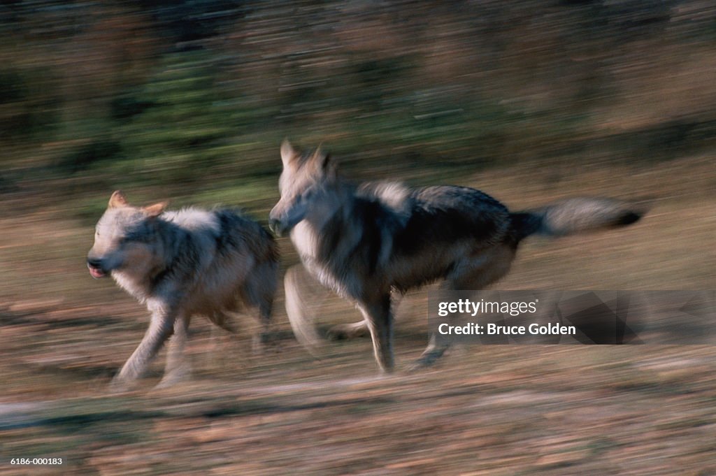 Wolves Running