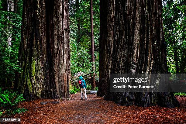 donna presso sg a jedediah smith redwoods state park, ca - sequoia rossa foto e immagini stock