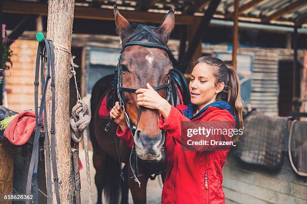 beautiful young rider preparing a horse for equestrian training - cleaning stables stock pictures, royalty-free photos & images