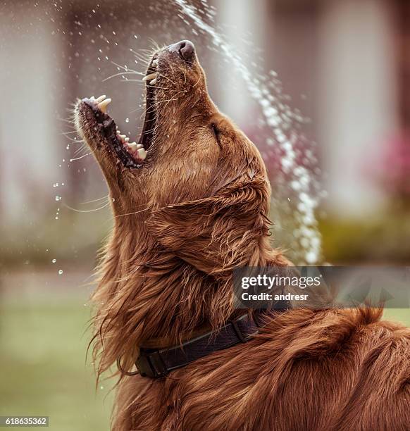 happy dog playing with water - wetter imagens e fotografias de stock