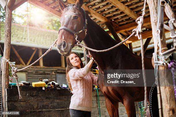 female rider brushing her mare before the dressage - horse tail stock pictures, royalty-free photos & images