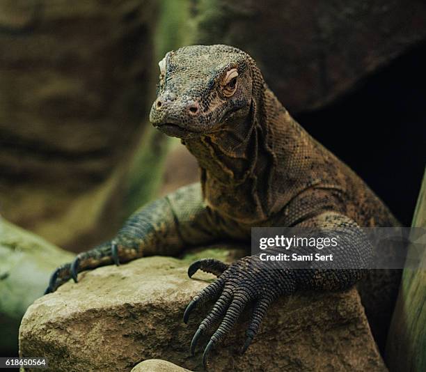 dragón de komodo reptil - komodo fotografías e imágenes de stock