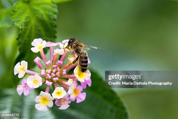 bee eating lantana flower - lantana stock pictures, royalty-free photos & images