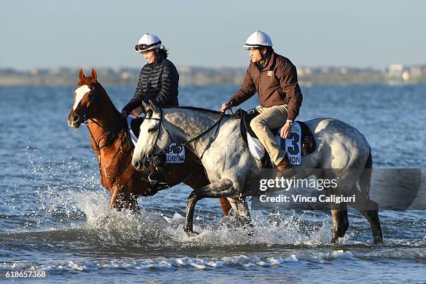 Trainer Matt Cumani riding Grey Lion and sister Francesca Cumani riding Gallic Chieftain walk in the shallow waters of Altona Beach in preparation...