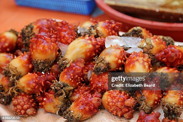 sea squirts, jagalchi market, busan, korea - sea squirt stock pictures, royalty-free photos & images