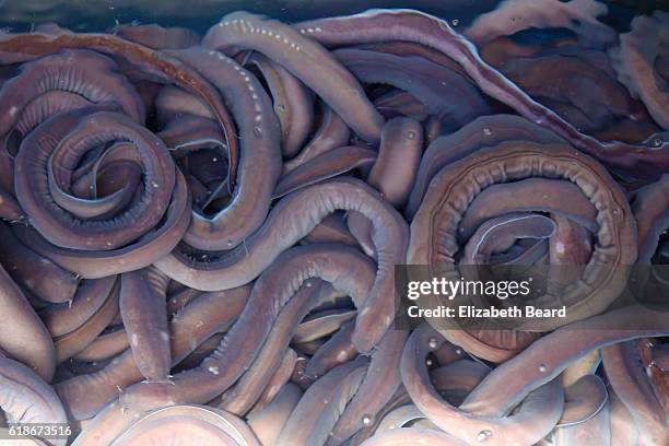 hagfish, jagalchi market, busan, korea - hagfish stockfoto's en -beelden