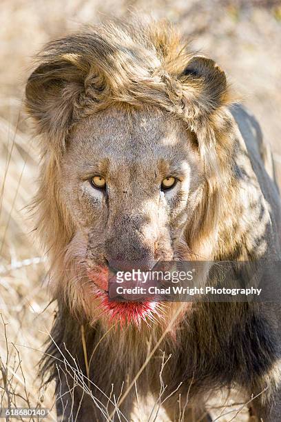 black maned male lion licking lips with blood on it's face - animals with big lips stock pictures, royalty-free photos & images