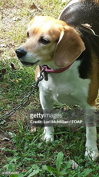 beagle tied with cahin - waterloo - iowa imagens e fotografias de stock