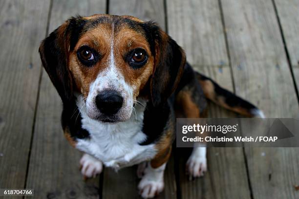 portrait of a dog looking up - stewartsville stock pictures, royalty-free photos & images