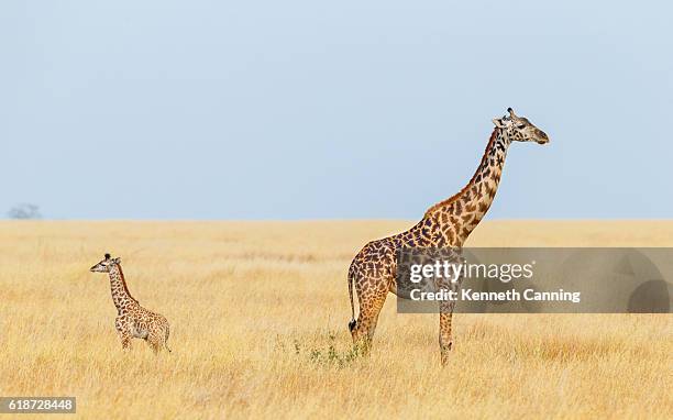 giraffe mother and calf, serengeti national park, tanzania africa - serengeti park stockfoto's en -beelden