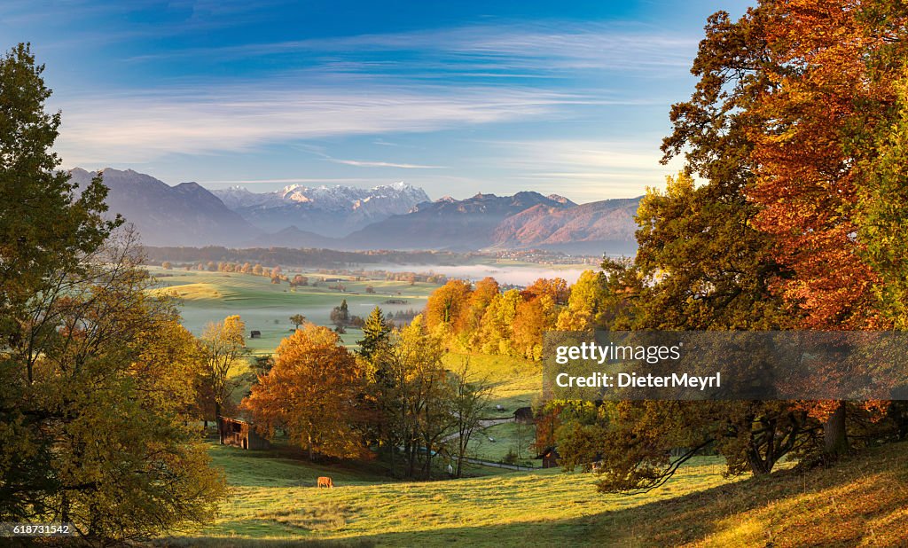 Lonely cow in autumn at Riegsee with Zugspitze in Background