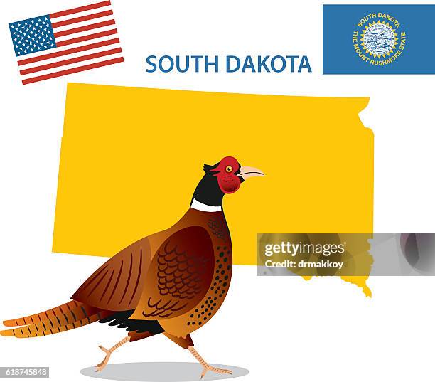 ring-necked pheasant - bird watching vector stock illustrations
