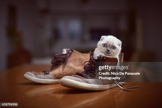 scottish fold kitten - smart shoes stock pictures, royalty-free photos & images