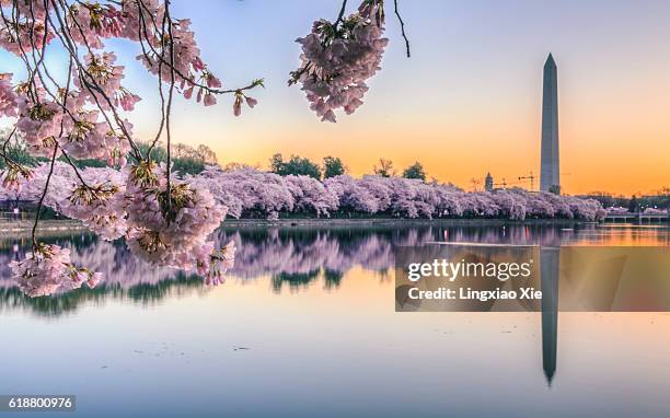 cherry blossom sunrise over tidal basin - washington dc fotografías e imágenes de stock