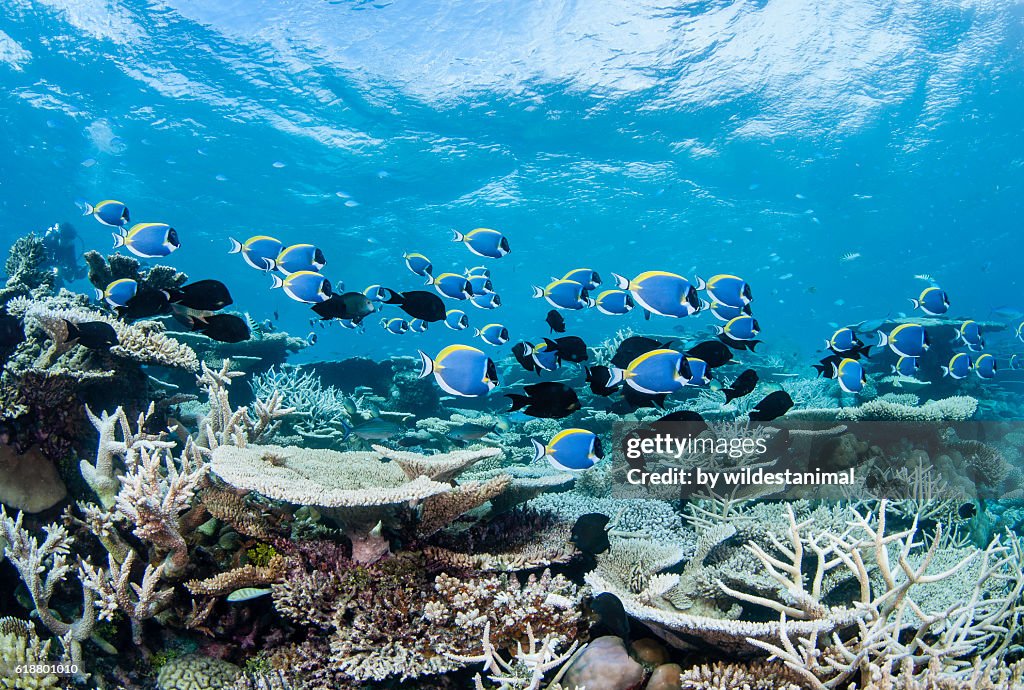 Sargoon Fish Surgeon Fish And Hard Corals High-Res Stock Photo - Getty Images