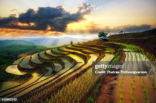 terraced paddy field in mae-jam village , chaingmai province , thailand - campo-de-arroz fotografías e imágenes de stock