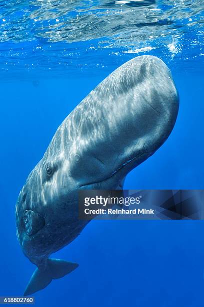 spermwhale - pottwal stock-fotos und bilder