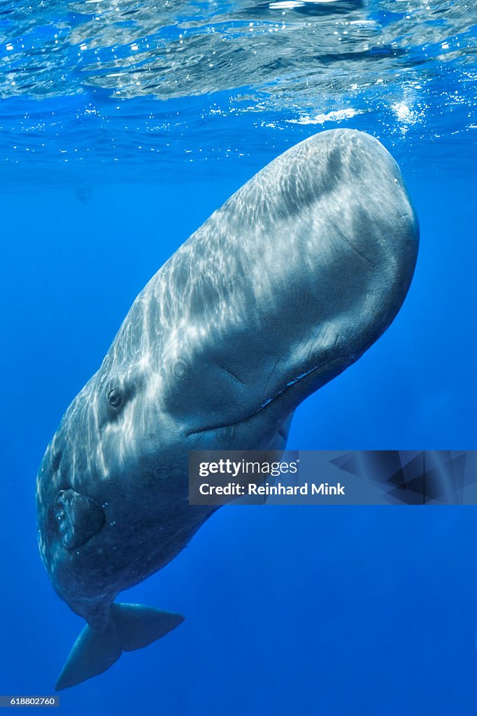 Spermwhale