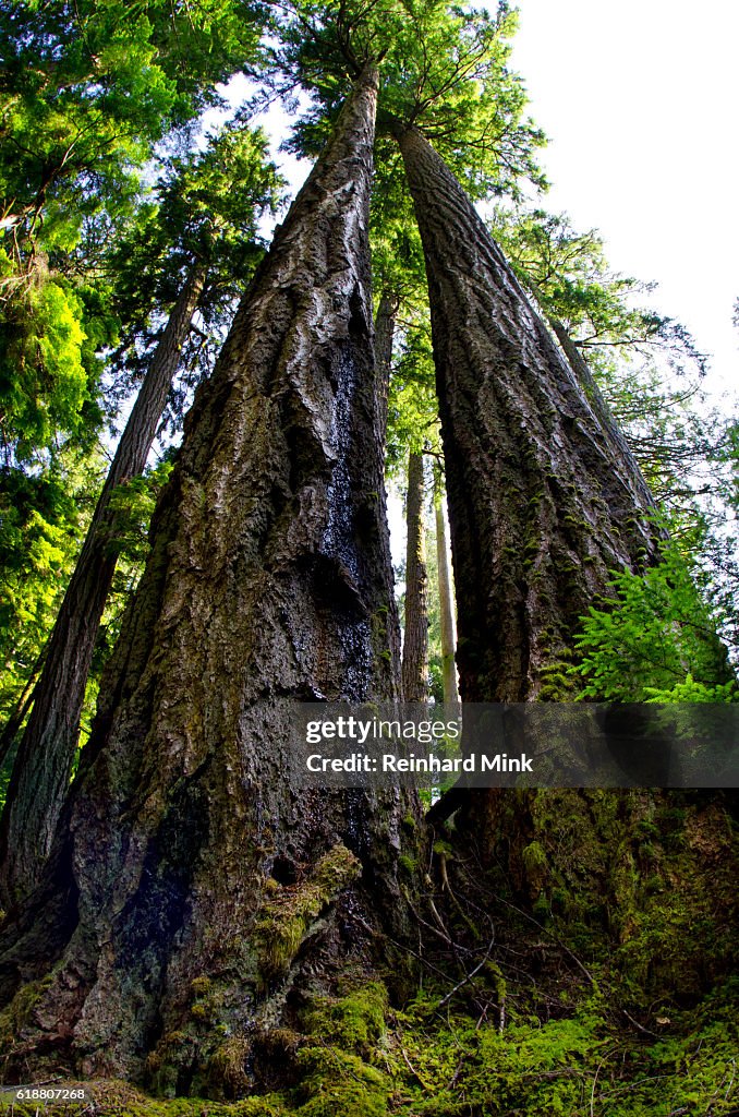 Giants of the forest