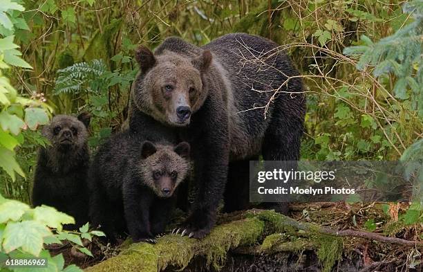 grizzly sow & cubs - grizzly bear stock pictures, royalty-free photos & images