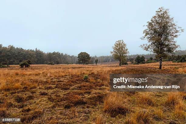 loenermark, a dutch nature reserve in autumnal mood, gelderland, netherlands - veluwe stock pictures, royalty-free photos & images