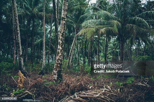 dense jungle on an indonesian island - sumatra stock pictures, royalty-free photos & images
