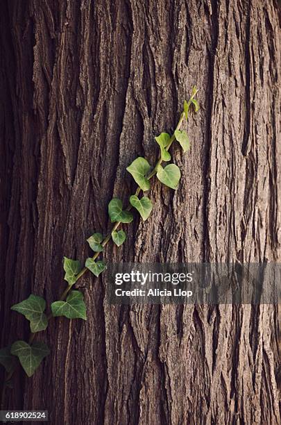 ivy leaves - symbiotische relatie stockfoto's en -beelden