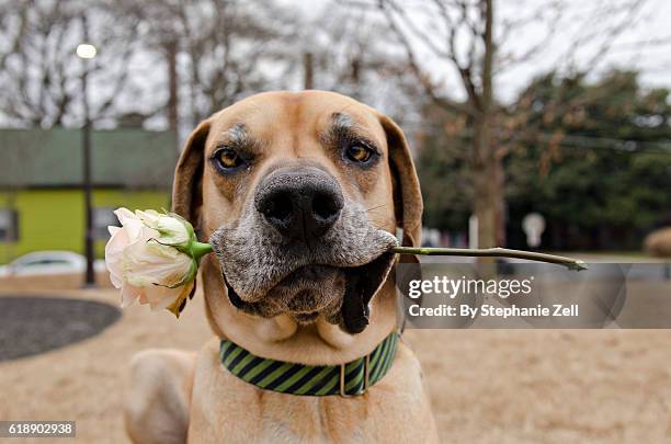 great dane holding a single rose in his mouth - dogge stock-fotos und bilder