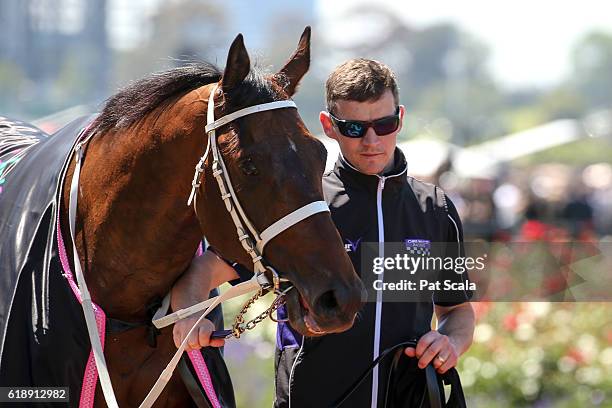 Comin' Through after wnning The Carbine Club Stakes at Flemington Racecourse on October 29, 2016 in Flemington, Australia.