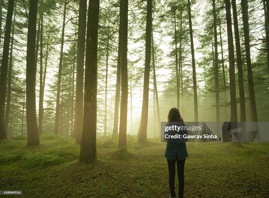 Silhouette of girl standing alone in pine forest at twilight.