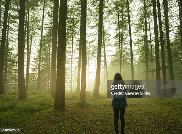 silhouette of girl standing alone in pine forest at twilight. - woodland stock pictures, royalty-free photos & images