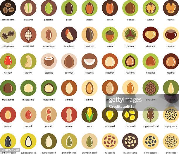 stockillustraties, clipart, cartoons en iconen met nuts and seeds vector icon set - pijnboompit