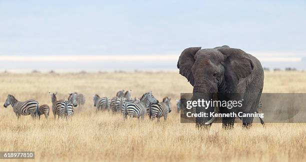 afrikanischer elefant und zebraherde im ngorongoro krater, tansania afrika - zebra africa stock-fotos und bilder