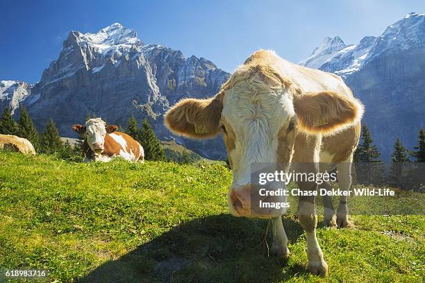 swiss cow - switzerland cow bell stock pictures, royalty-free photos & images
