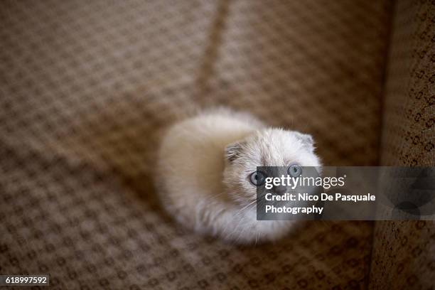 scottish fold kitten - crouching cat stock-fotos und bilder