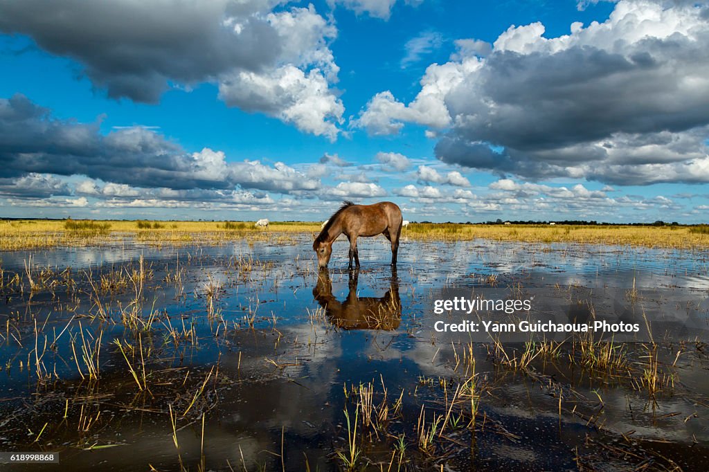 White horse foal in the Camargue, France