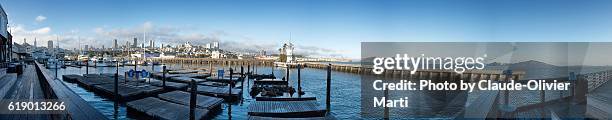 sea lions at the pier 39, san francisco - fishermans wharf stock pictures, royalty-free photos & images
