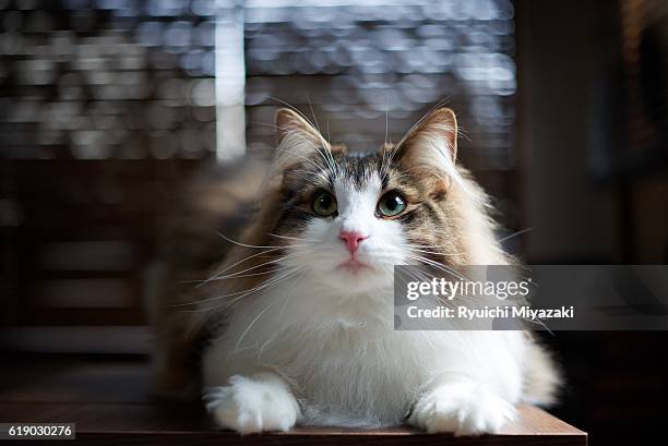 kitten looking up - purebred cat fotografías e imágenes de stock