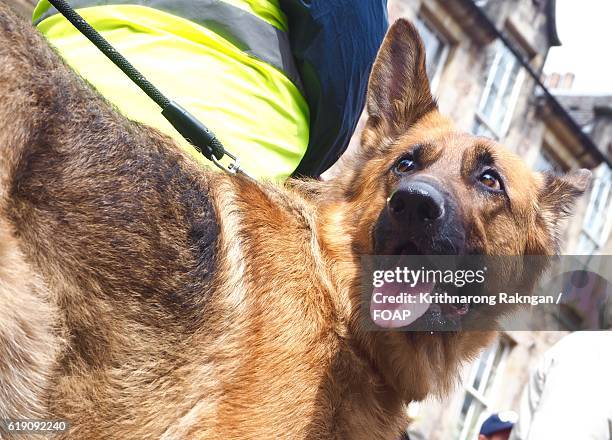 police dog german shepherd on road - police dog stock pictures, royalty-free photos & images