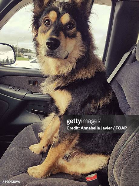 german shepherd sitting in vehicle - grande prairie alberta photos et images de collection