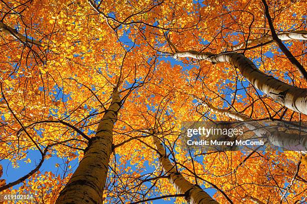 Poplar Tree Fall Color White Poplar Tree Photos and Premium High Res Pictures - Getty Images
