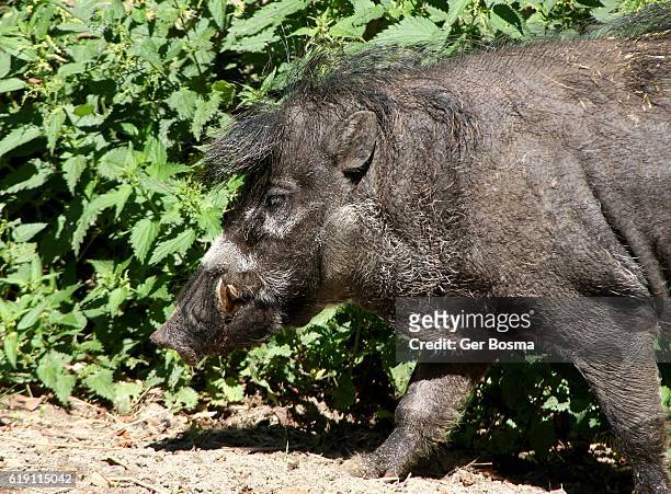 male visayan warty pig (sus cebifrons) - domestic pig stock pictures, royalty-free photos & images