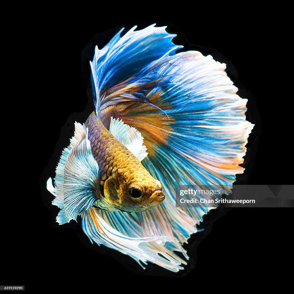 Siamese Fighting Fish High-Res Stock Photo - Getty Images