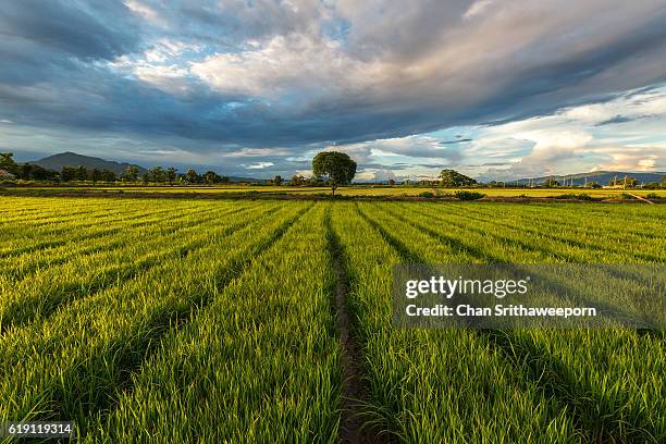 paddy rice fields - rice paddy stockfoto's en -beelden