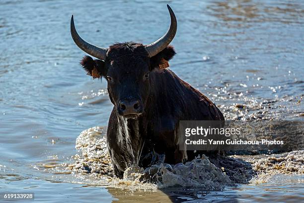camargue bulls running across water, aigues mortes,camargue, gard, france - gard stock-fotos und bilder