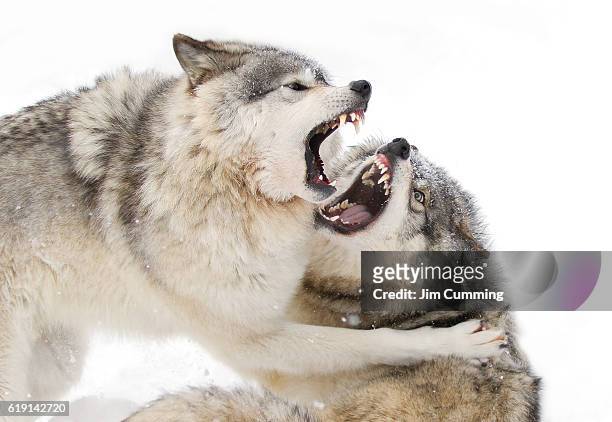 timber wolves play fighting in the snow - animals fighting stock pictures, royalty-free photos & images